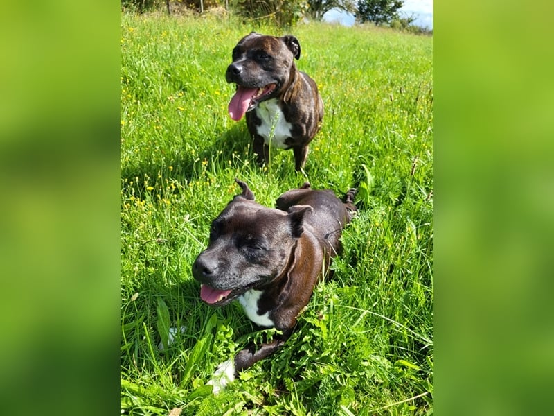 Staffordshire Bull Terrier Welpen