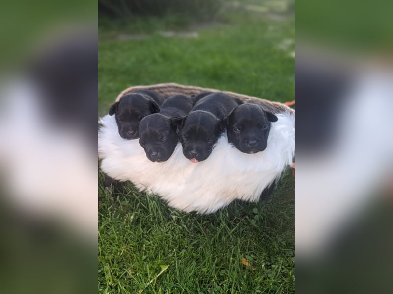 Schwarze Staffordshire Bullterrier Welpen VDH/FCI