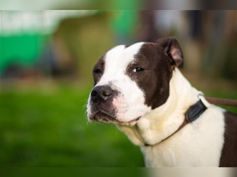 Yoda, freundliche Staff-Mix Dame sucht tolle Familie