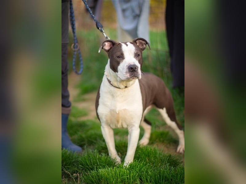 Yoda, freundliche Staff-Mix Dame sucht tolle Familie
