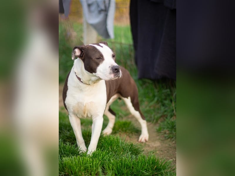 Yoda, freundliche Staff-Mix Dame sucht tolle Familie