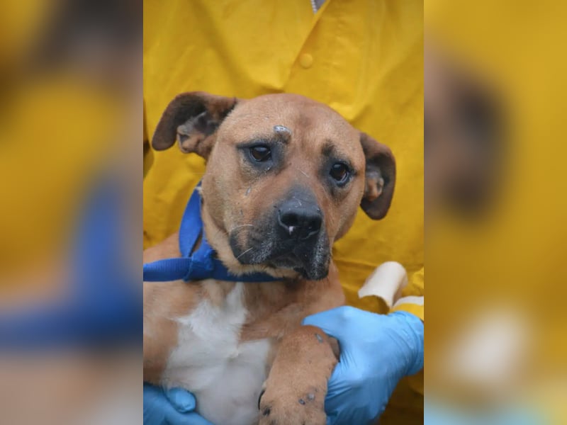 Sehr liebe Staff-Mix-Hündin „Rosalie“ sucht verantwortungsvolles Einzelzuhause, ca. 2022 geboren