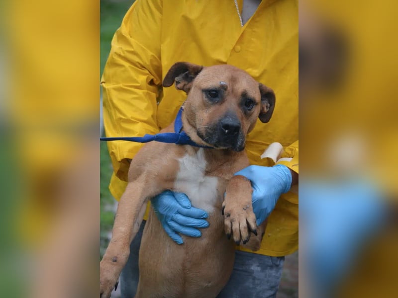 Sehr liebe Staff-Mix-Hündin „Rosalie“ sucht verantwortungsvolles Einzelzuhause, ca. 2022 geboren