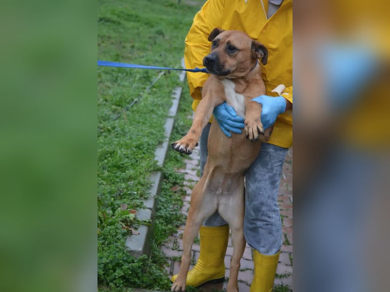 Sehr liebe Staff-Mix-Hündin „Rosalie“ sucht verantwortungsvolles Einzelzuhause, ca. 2022 geboren
