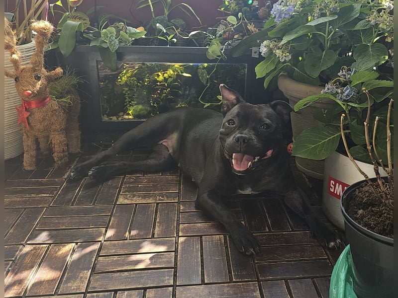 Staffordshire Bullterrier Hündin