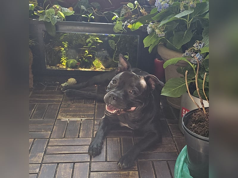 Staffordshire Bullterrier Hündin