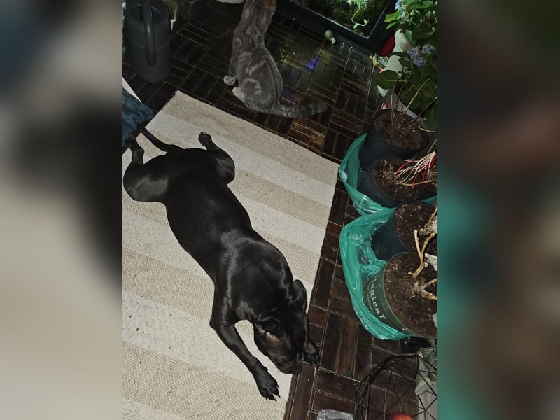 Staffordshire Bullterrier Hündin