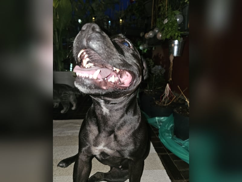 Staffordshire Bullterrier Hündin