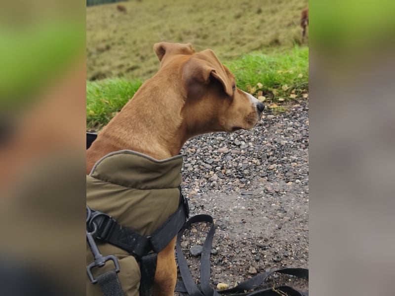 Liebevoller Alltagsbegleiter