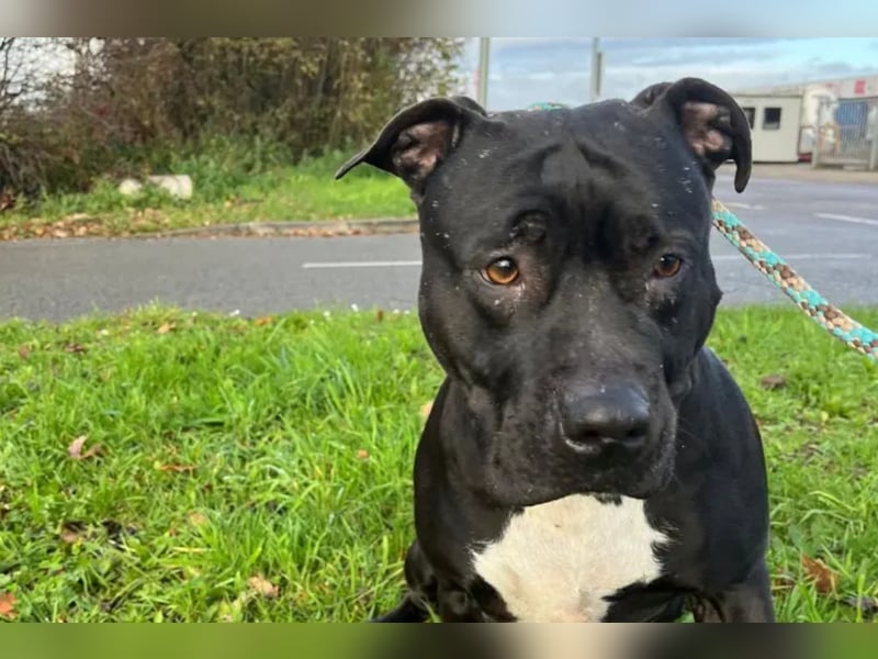 Zara ❤️ sensible, kraftvolle Hündin