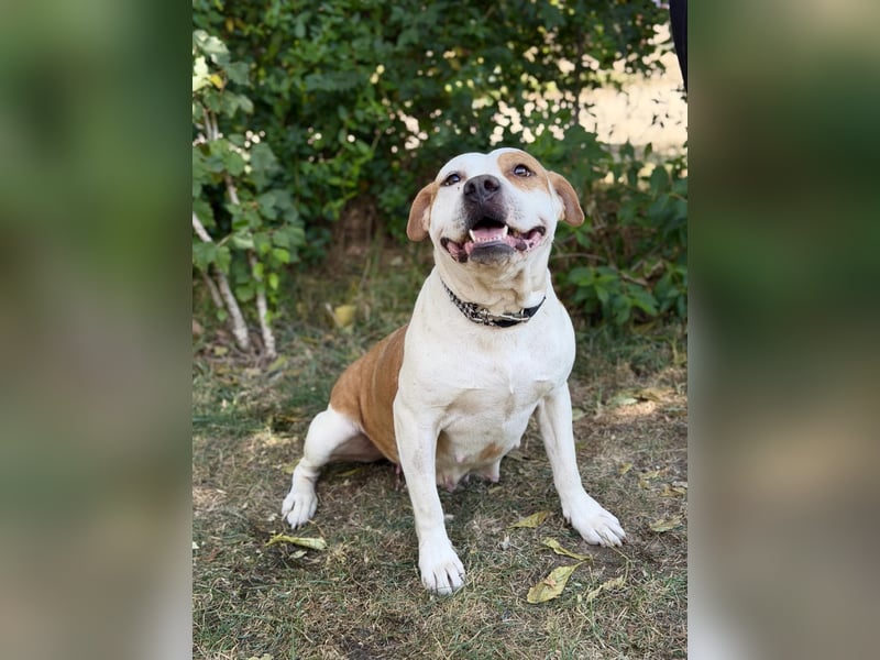 Kiki - Wunderschöne Staff-Mix-Hündin sucht ihr Glück, Vermittlung nur nach CH/AT