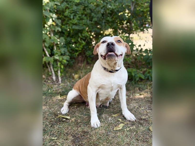 Kiki - Wunderschöne Staff-Mix-Hündin sucht ihr Glück, Vermittlung nur nach CH/AT