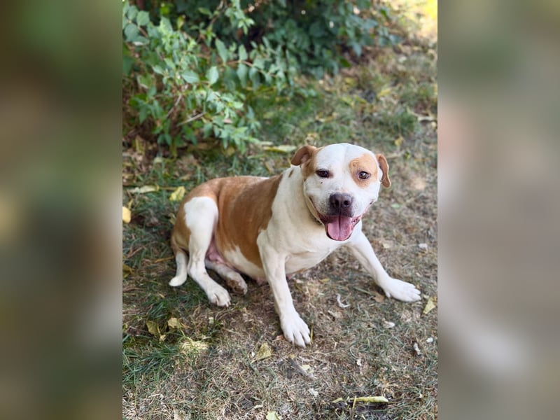 Kiki - Wunderschöne Staff-Mix-Hündin sucht ihr Glück, Vermittlung nur nach CH/AT