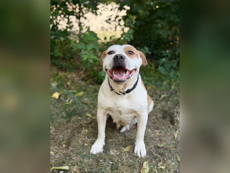 Kiki - Wunderschöne Staff-Mix-Hündin sucht ihr Glück, Vermittlung nur nach CH/AT