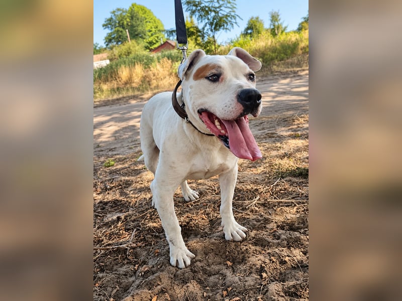 Kobe - seit über 4 Jahren wartet er auf seine Menschen- Vermittlung nur nach CH/AT möglich