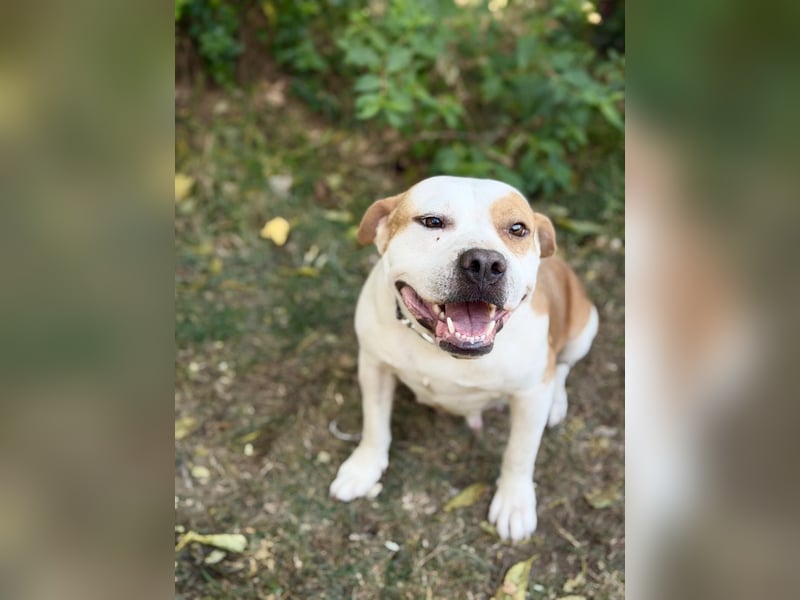 Kiki - Wunderschöne Staff-Mix-Hündin sucht ihr Glück, Vermittlung nur nach CH/AT