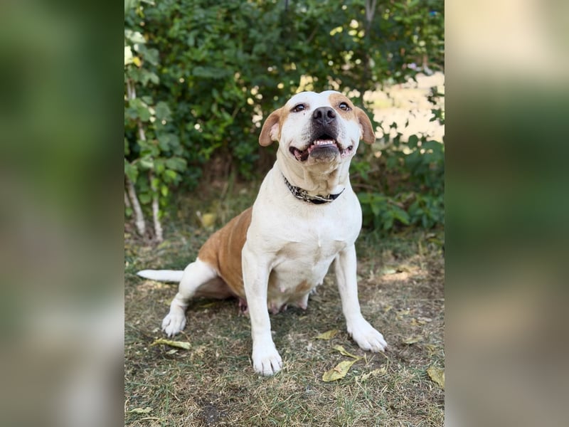 Kiki - Wunderschöne Staff-Mix-Hündin sucht ihr Glück, Vermittlung nur nach CH/AT