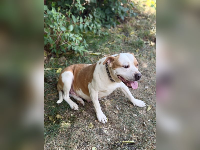 Kiki - Wunderschöne Staff-Mix-Hündin sucht ihr Glück, Vermittlung nur nach CH/AT