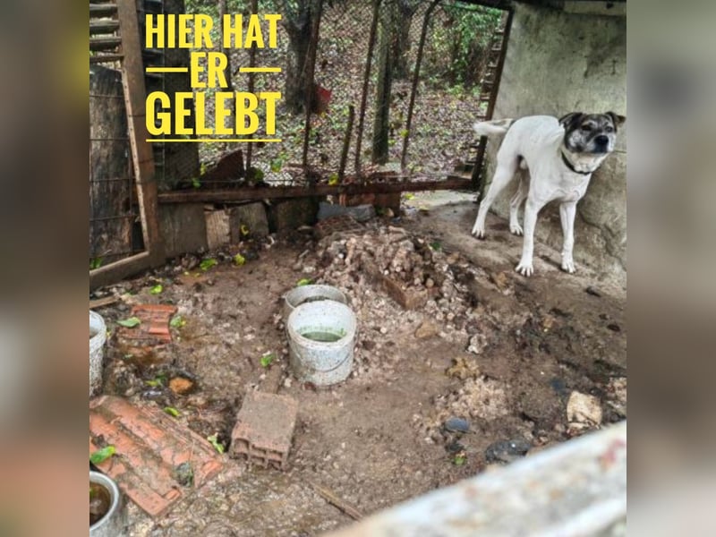 King braucht seinen Menschen- ÖSTERREICH