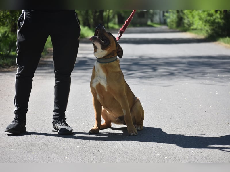 Rufus (Vermittlung nicht nach DE), sehr freundlicher, kraftvoller Staff-Rüde, geb. 2025