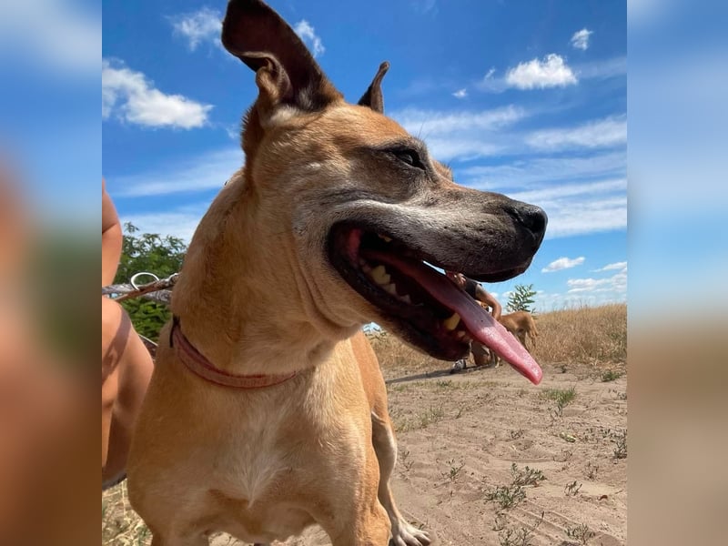 Godiva - liebenswerte Hundeseniorin sucht endlich ihr Glück- Vermittlung nur nach CH/AT möglich