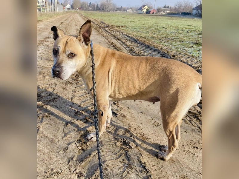 Godiva - liebenswerte Hundeseniorin sucht endlich ihr Glück- Vermittlung nur nach CH/AT möglich
