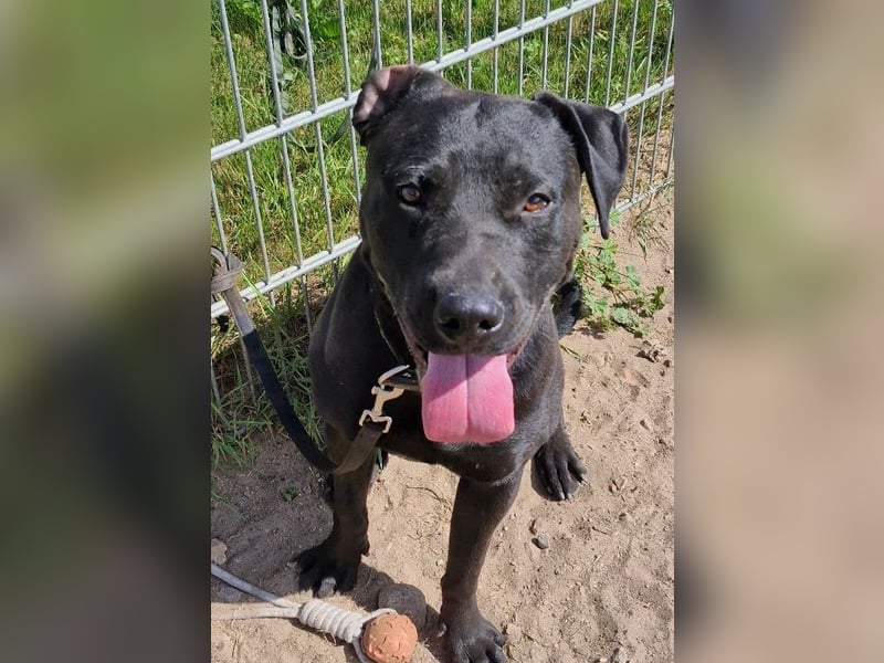 Bruno sucht erfahrene Menschen