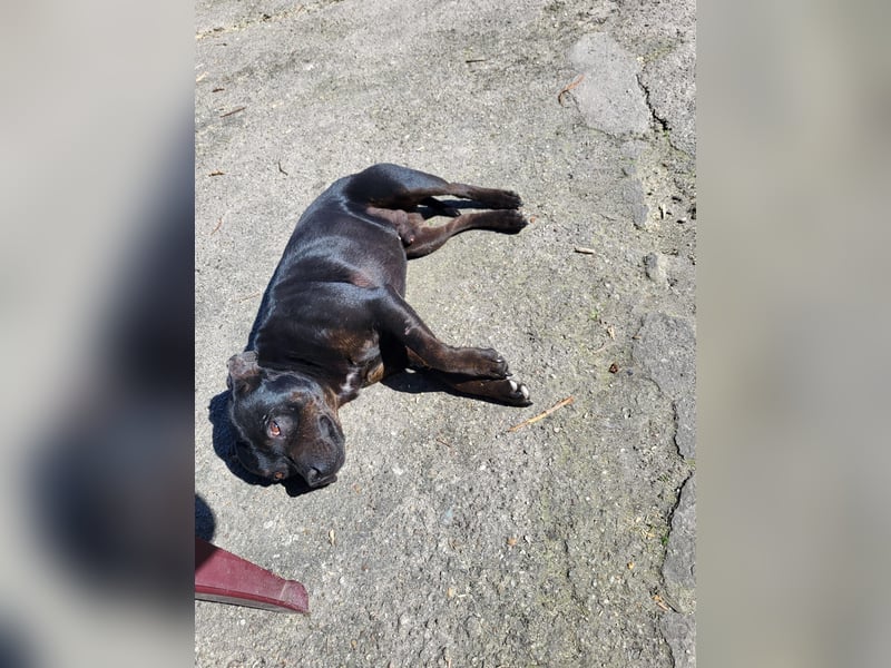 Staffordshire Bullterrier Rüde