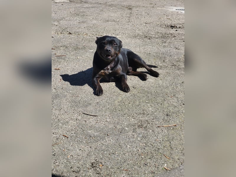 Staffordshire Bullterrier Rüde