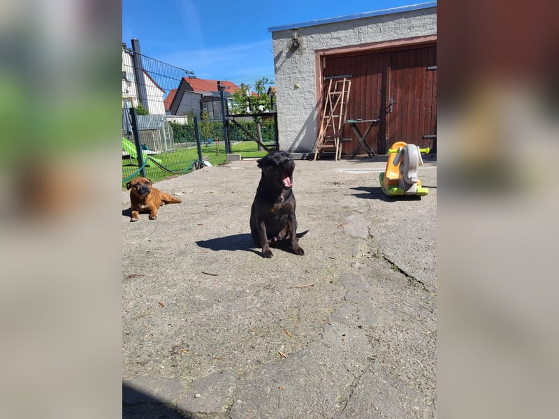 Staffordshire Bullterrier Rüde