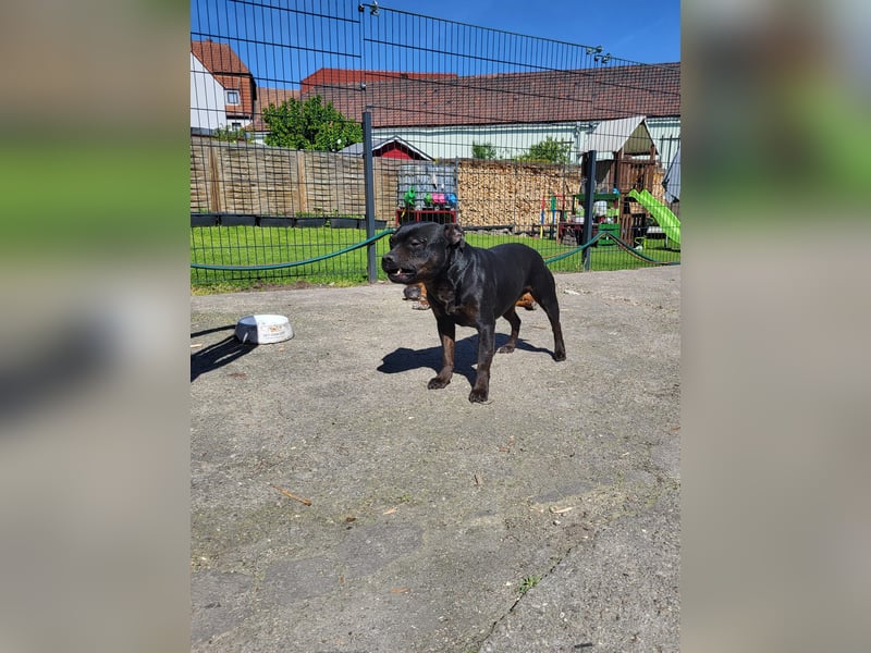 Staffordshire Bullterrier Rüde