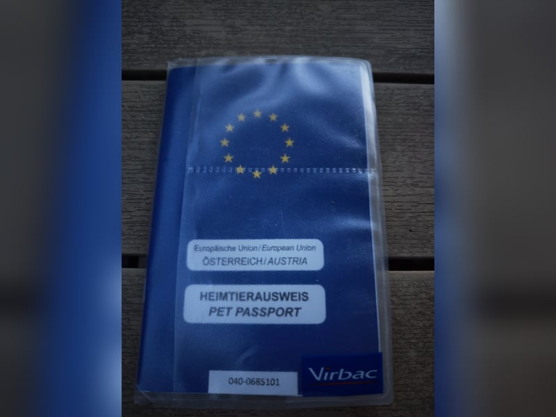 Lieber und treuer Staffordshire Terrier sucht neues Zuhause