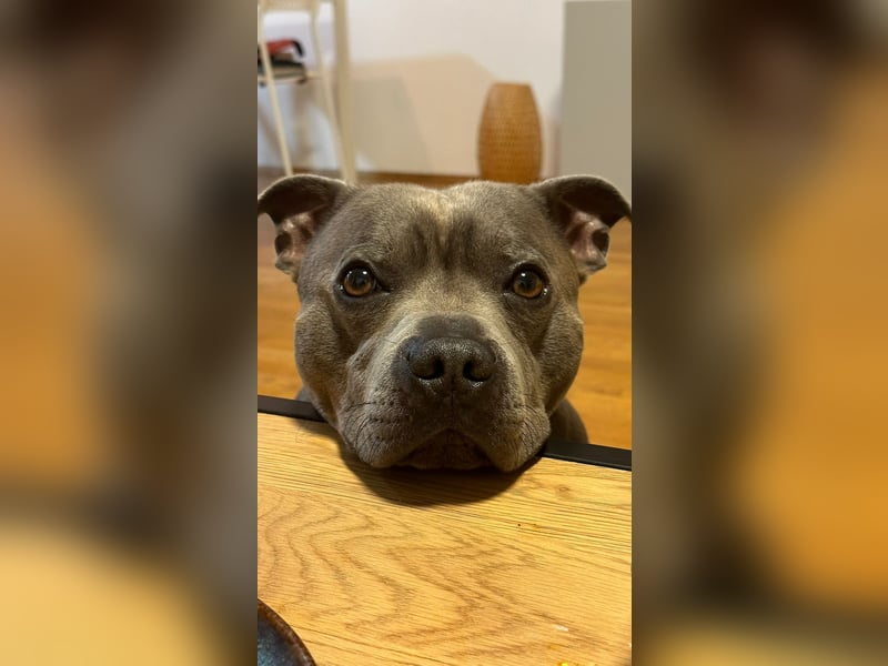 Lieber und treuer Staffordshire Terrier sucht neues Zuhause