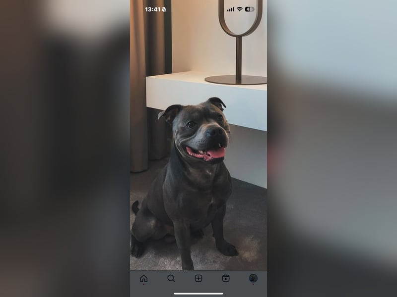 Lieber und treuer Staffordshire Terrier sucht neues Zuhause