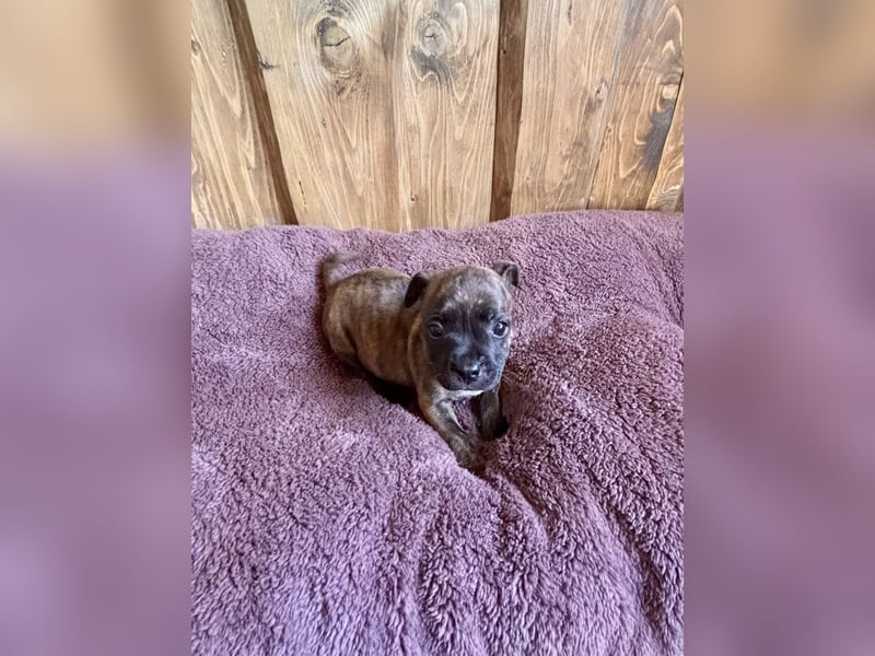 Staffordshire Bullterrier Welpen