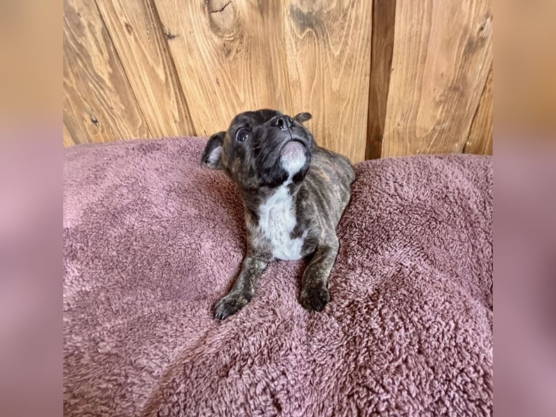 Staffordshire Bullterrier Welpen