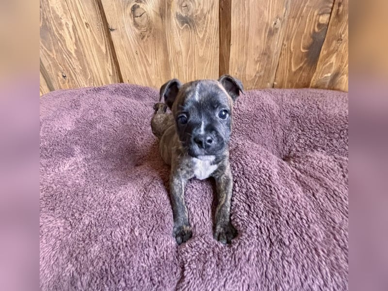 Staffordshire Bullterrier Welpen