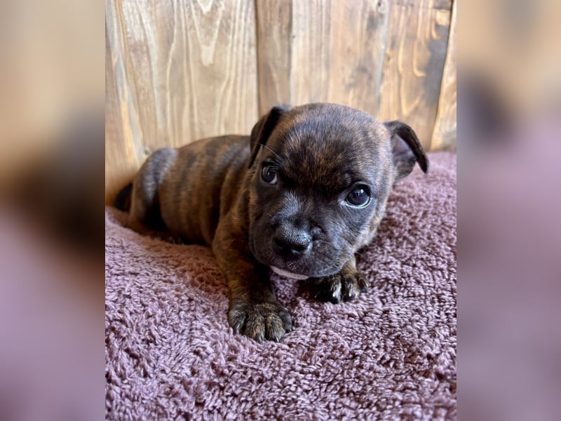 Staffordshire Bullterrier Welpen