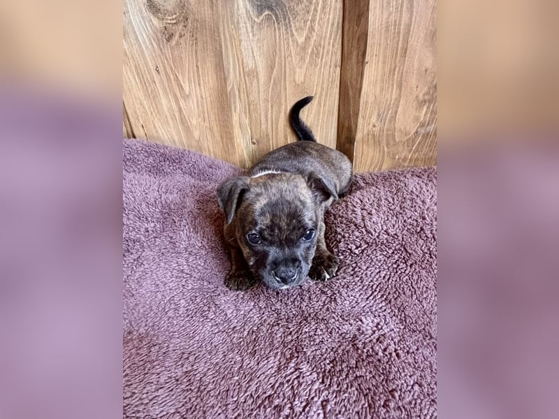 Staffordshire Bullterrier Welpen