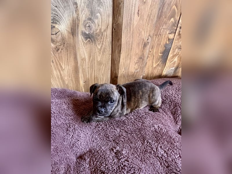 Staffordshire Bullterrier Welpen