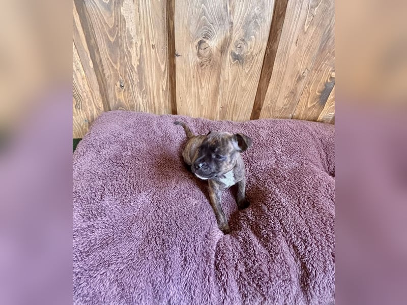 Staffordshire Bullterrier Welpen