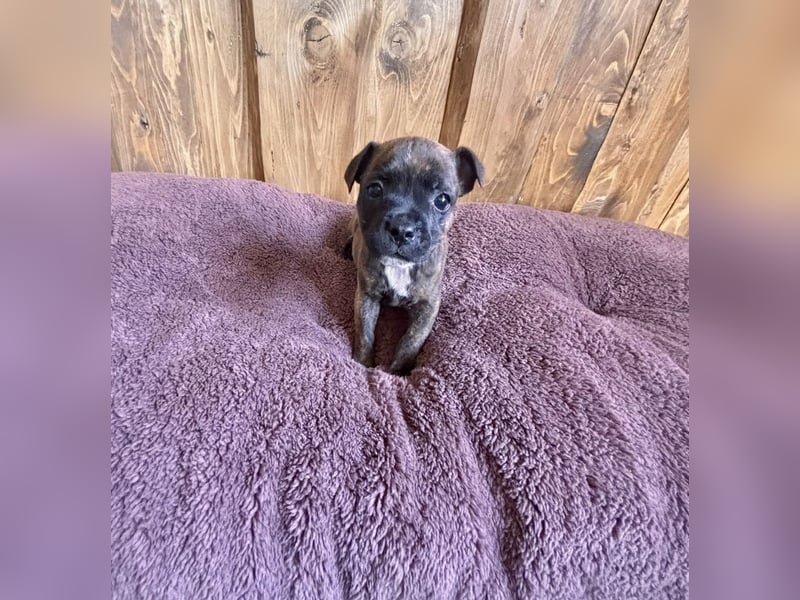 Staffordshire Bullterrier Welpen