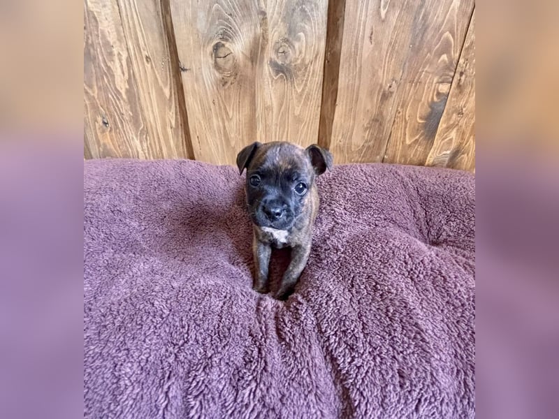 Staffordshire Bullterrier Welpen