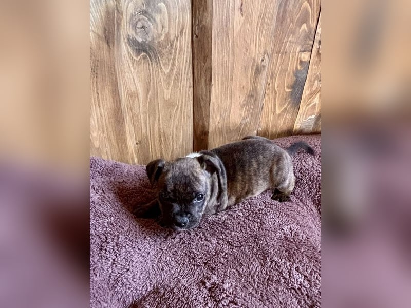 Staffordshire Bullterrier Welpen