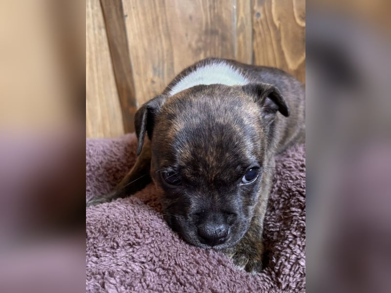 Staffordshire Bullterrier Welpen