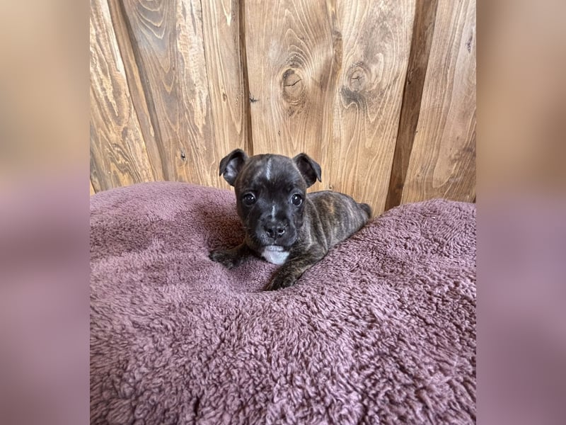 Staffordshire Bullterrier Welpen