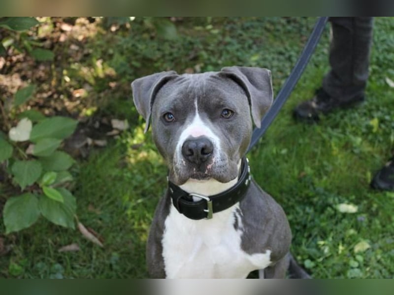 Bruno, Staffordshire Terrier, geb. 2023, junger, sportlicher Rüde sucht Zuhause