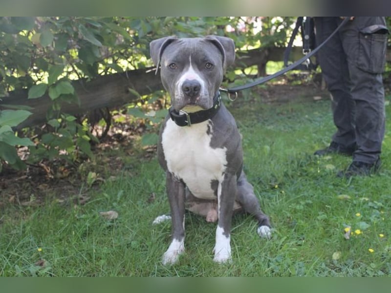 Bruno, Staffordshire Terrier, geb. 2023, junger, sportlicher Rüde sucht Zuhause