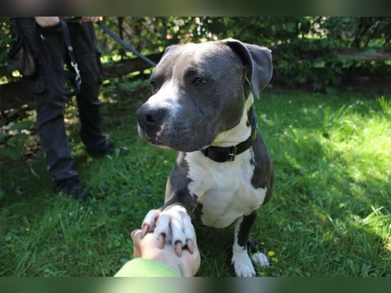 Bruno, Staffordshire Terrier, geb. 2023, junger, sportlicher Rüde sucht Zuhause