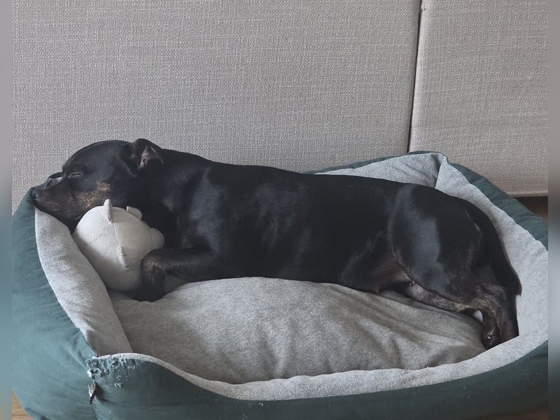 Staffordshire Bullterrier Hündin